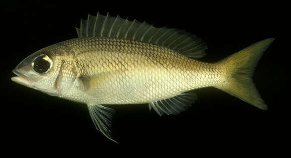 Image of Pale monocle bream