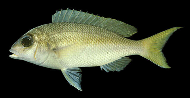 Image of Pale monocle bream