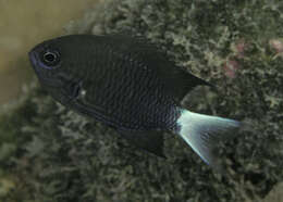 Слика од Pycnochromis abruptus (Randall 2001)
