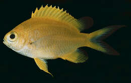 Image of Chromis flavapicis Randall 2001