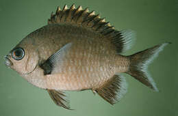 Image of Chromis flavapicis Randall 2001