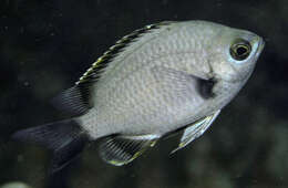 Image of Chromis flavapicis Randall 2001