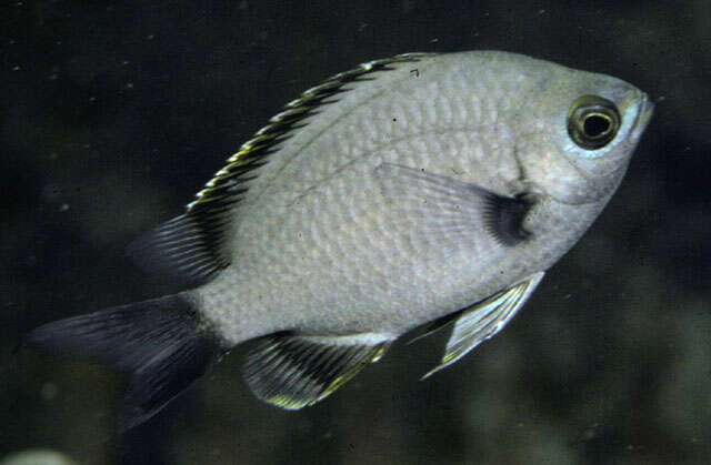 Image of Chromis flavapicis Randall 2001