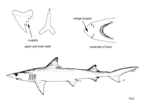 Image of Chaenogaleus