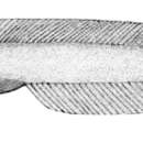Image of Dieidolycus adocetus Anderson 1994