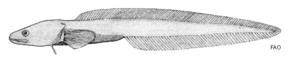 Image of Dieidolycus