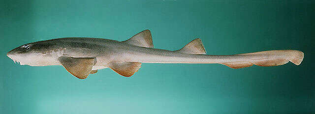 Image of Arabian Carpetshark