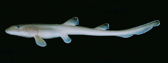 Image of Arabian Carpetshark