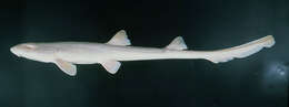 Image of Arabian Carpetshark