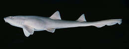 Image of Arabian Carpetshark