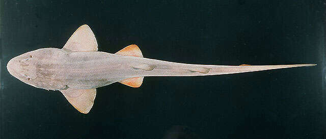 Image of Arabian Carpetshark