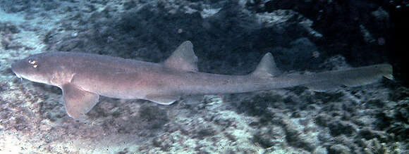 Image of Arabian Carpetshark