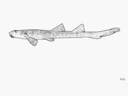 Image of Bluespotted bambooshark