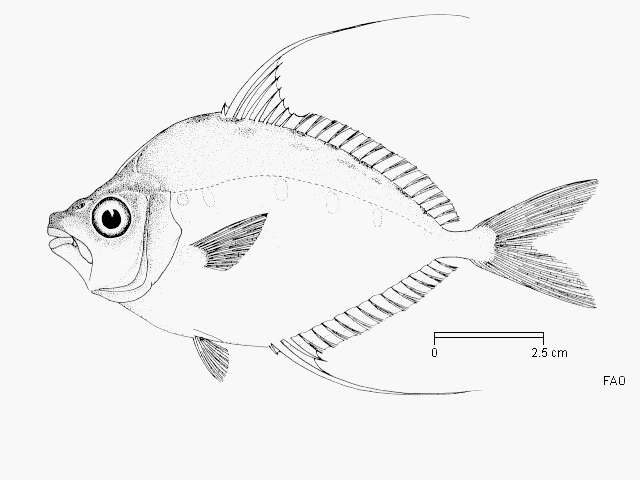 Image of Longspine ponyfish