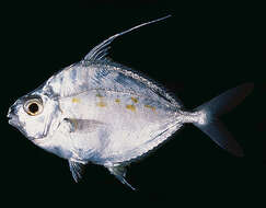 Image of Longspine ponyfish