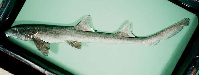 Image of Brownbanded Bamboo Shark