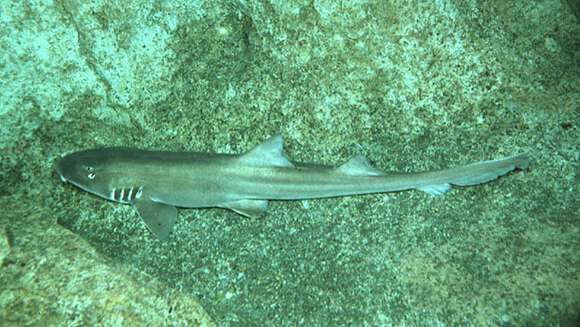 Image of Brownbanded Bamboo Shark