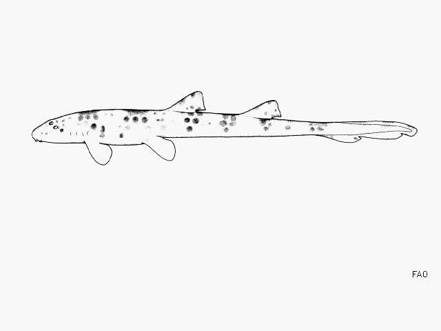 Image of Freycinet's Epaulette Shark