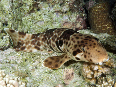 Image of Freycinet's Epaulette Shark