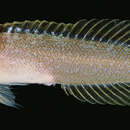 Image of Forked jawfish