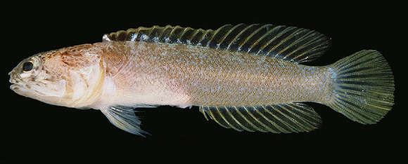 Image of Forked jawfish