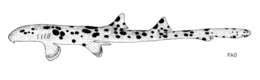 Image of Papuan Epaulette Shark