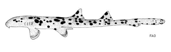 Image of Papuan Epaulette Shark