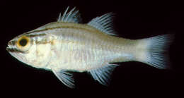 Image of Ostorhinchus oxina (Fraser 1999)