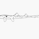 Apolet köpek balığı resmi