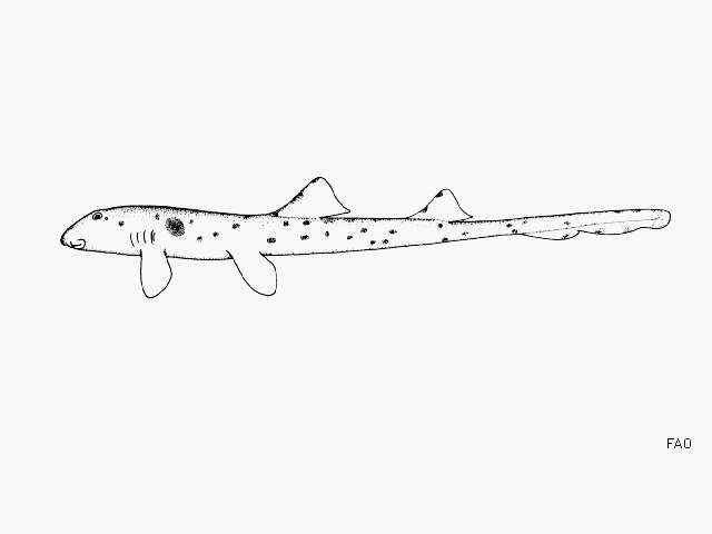 Image of epaulette sharks