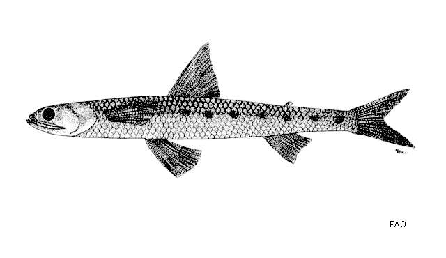 Image of Shortjaw saury