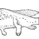 Image of Celebes monkfish