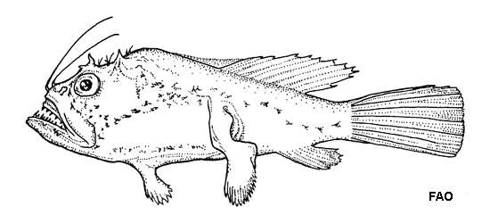 Image of Celebes monkfish