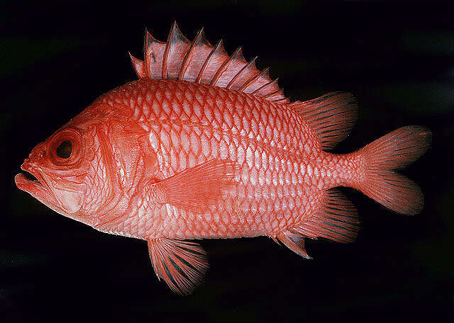 Image of Vermilion soldierfish
