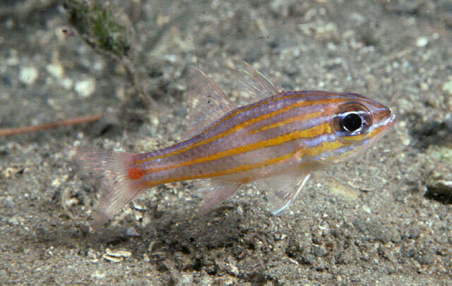 Image of Redspot cardinalfish