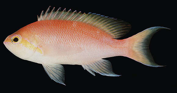 Image of Hutomo's anthias