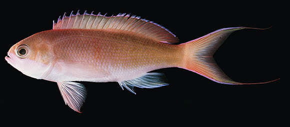 Image de Pseudanthias mooreanus (Herre 1935)