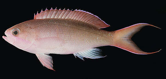 Image of Pseudanthias mooreanus (Herre 1935)