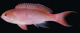 Image de Pseudanthias mooreanus (Herre 1935)