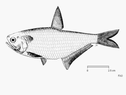 Image de Anchois-moustache malabar