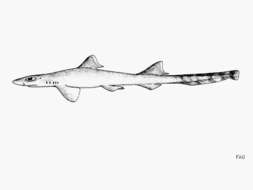 Image of African Ribbontail Catshark