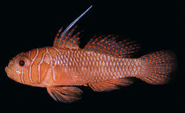 Image of Ribbon reefgoby