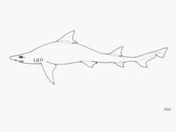 Image of Whitefin Topeshark