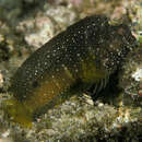 Image of Snowflake Blenny