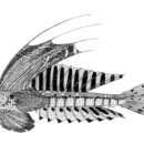 Image of Eightspot dragonet