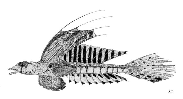 Слика од Callionymus octostigmatus Fricke 1981