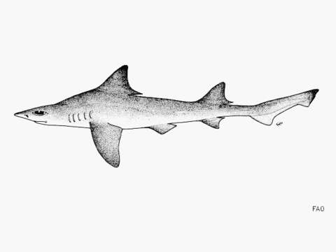 Image of Bigeye Houndshark