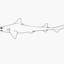 Image of Longnose Hound Shark