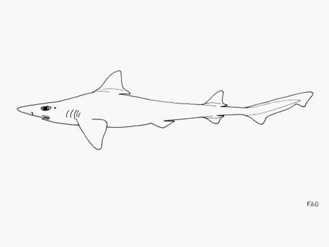 Image of Longnose Hound Shark