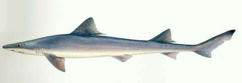 Image of Spotless Smooth-hound